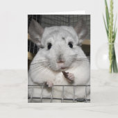 Chinchilla nibbling hat Weintrauben! Karte (Vorderseite)