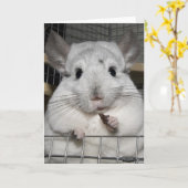 Chinchilla nibbling hat Weintrauben! Karte (Gelbe Blume)