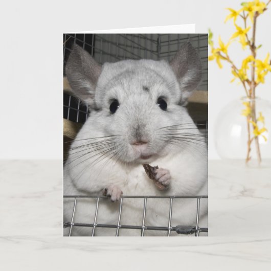 Chinchilla nibbling hat Weintrauben! Karte (Gelbe Blume)