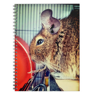 Chinchilla Notizblock