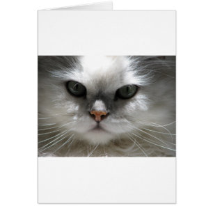 Chinchilla Persian Cat