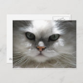 Chinchilla Persian Cat Postkarte (Vorne/Hinten)