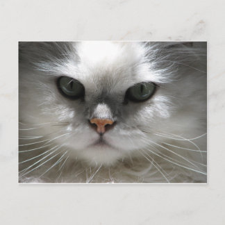 Chinchilla Persian Cat Postkarte