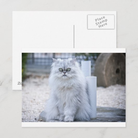 Chinchilla persisch postkarte (Vorne/Hinten)