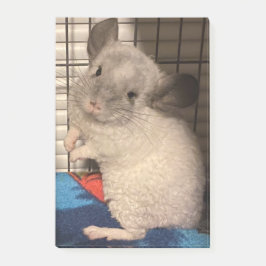 Chinchilla Post-it Klebezettel