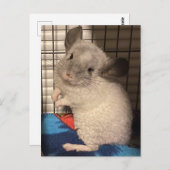 Chinchilla-Postkarte Postkarte (Vorne/Hinten)