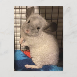 Chinchilla-Postkarte Postkarte