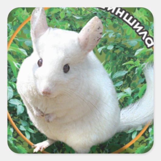 Chinchilla Quadratischer Aufkleber (Vorderseite)