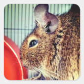 Chinchilla Quadratischer Aufkleber (Vorderseite)