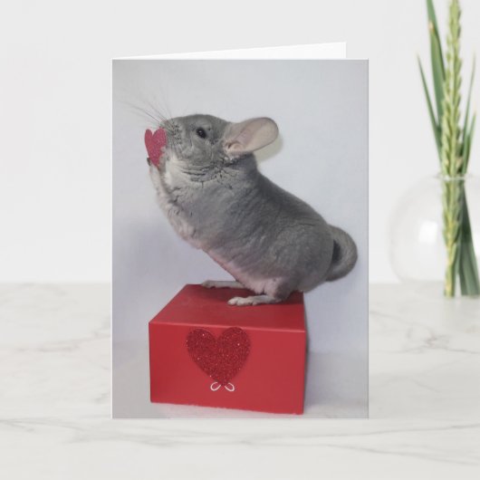 Chinchilla reaching for pink heart karte (Vorderseite)