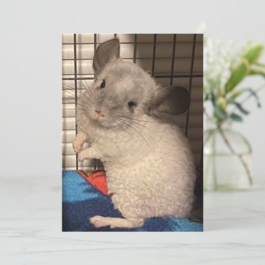 Chinchilla Save The Date (Stehend Vorderseite)