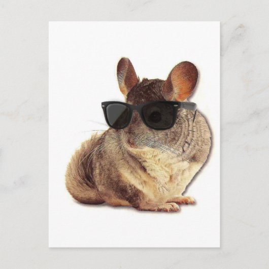 Chinchilla Sunglasses Postkarte (Vorderseite)