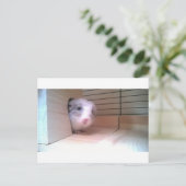 Chinchilla, Tiere Postkarte (Stehend Vorderseite)