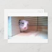 Chinchilla, Tiere Postkarte (Vorne/Hinten)