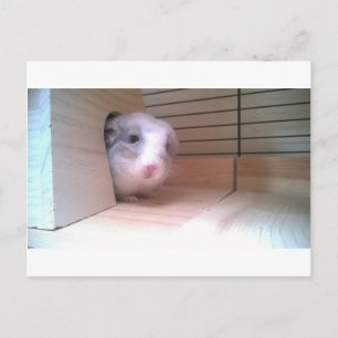 Chinchilla, Tiere Postkarte