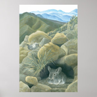 Chinchillas im Wilden Poster