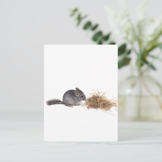 Chinchillas Postkarte (Stehend Vorderseite)