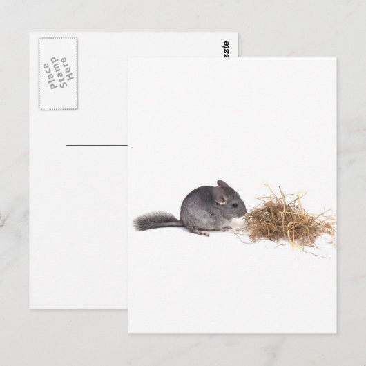 Chinchillas Postkarte (Vorne/Hinten)