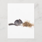 Chinchillas Postkarte (Vorderseite)