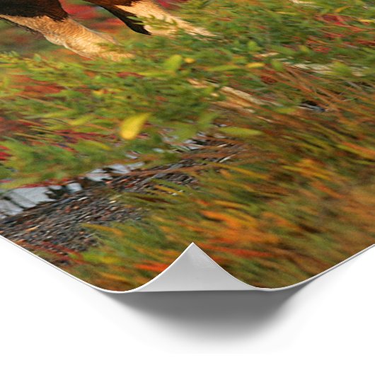 Chincoteague Foal Stehend in roten Blume Poster (Ecke)