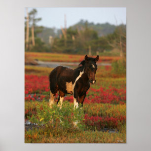 Chincoteague Foal Stehend in roten Blume Poster