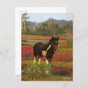 Chincoteague Foal Stehend in roten Blume Postkarte