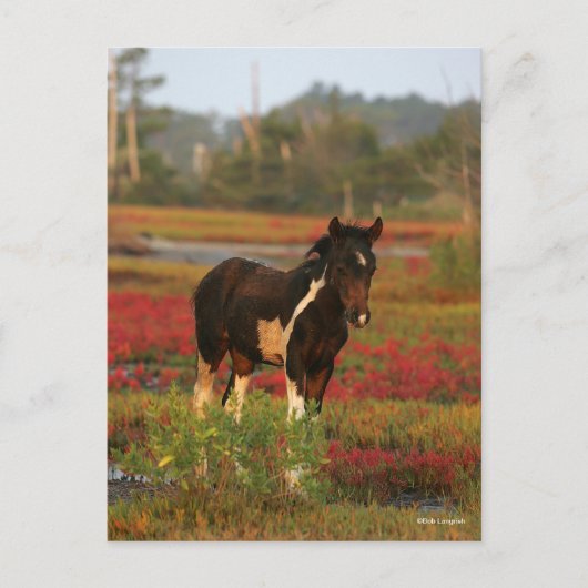 Chincoteague Foal Stehend in roten Blume Postkarte (Vorderseite)
