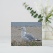 Chincoteague Gull Postkarte (Stehend Vorderseite)