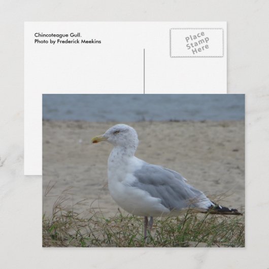 Chincoteague Gull Postkarte (Vorne/Hinten)