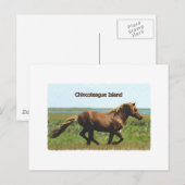Chincoteague Island (Logo für Hengstschlag) Postkarte (Vorne/Hinten)