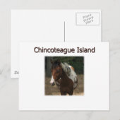 Chincoteague Island Pony Stallion Postkarte (Vorne/Hinten)