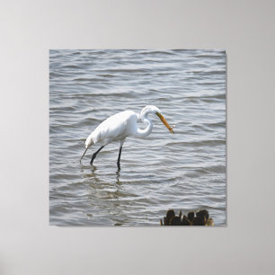 Chincoteague National Wildlife Great Heron Egret Leinwanddruck