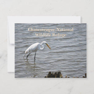 Chincoteague National Wildlife Great Heron Egret Postkarte