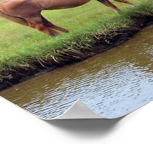 Chincoteague Ponies Collage Poster (Ecke)