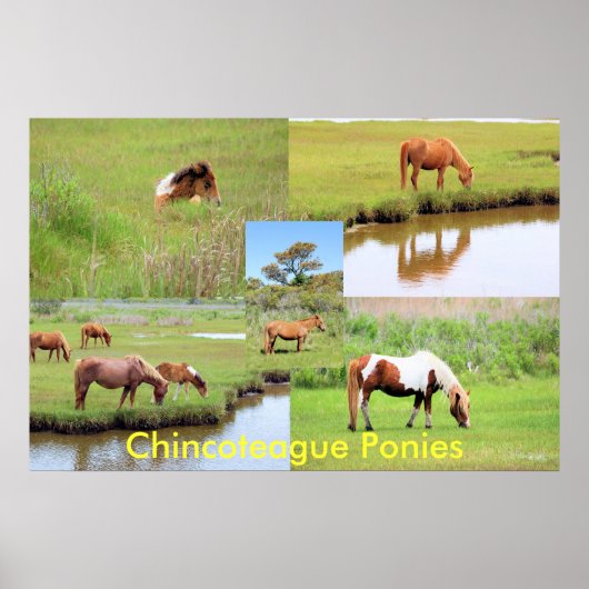 Chincoteague Ponies Collage Poster (Vorne)