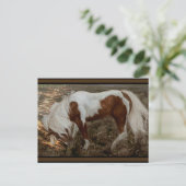 Chincoteague Pony PC Postkarte (Stehend Vorderseite)