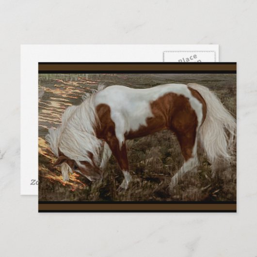 Chincoteague Pony PC Postkarte (Vorne/Hinten)