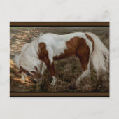 Chincoteague Pony PC Postkarte (Vorderseite)