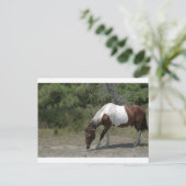 Chincoteague Pony Postkarte (Stehend Vorderseite)