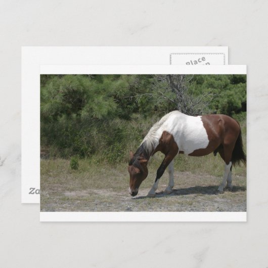 Chincoteague Pony Postkarte (Vorne/Hinten)