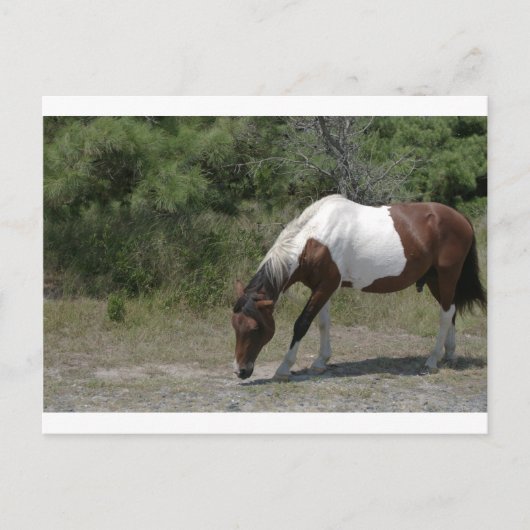 Chincoteague Pony Postkarte (Vorderseite)