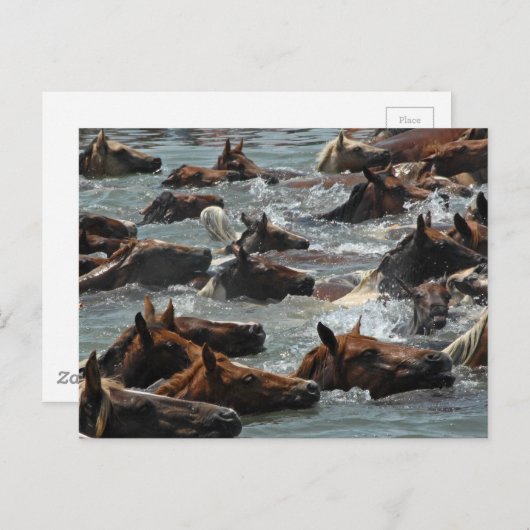 Chincoteague Pony Swim Postkarte (Vorne/Hinten)