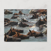 Chincoteague Pony Swim Postkarte (Vorderseite)