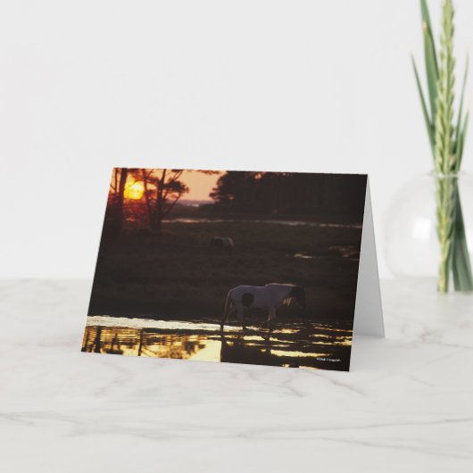 Chincoteague Walking in water at Sunset Karte (Vorderseite)