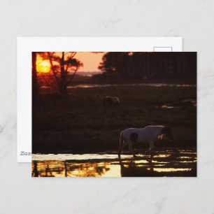 Chincoteague Walking in water at Sunset Postkarte
