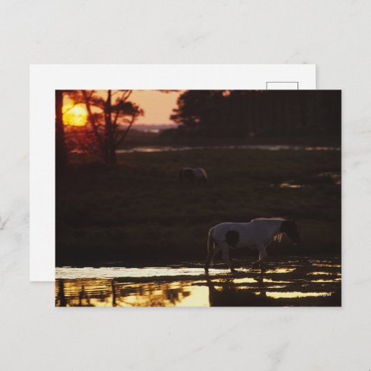 Chincoteague Walking in water at Sunset Postkarte (Vorne/Hinten)