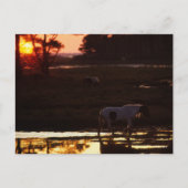 Chincoteague Walking in water at Sunset Postkarte (Vorderseite)