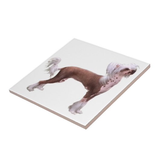 Chinese Crested Fliese (Seite)