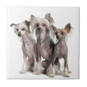 Chinese Crested Fliese (Vorderseite)