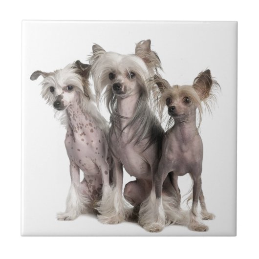 Chinese Crested Fliese (Vorderseite)